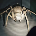 Huntsman